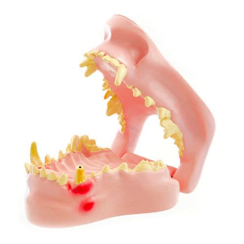Denture pathology anatomical model / for canines NetMed