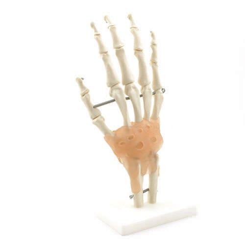 Hand anatomical model / skeleton NetMed