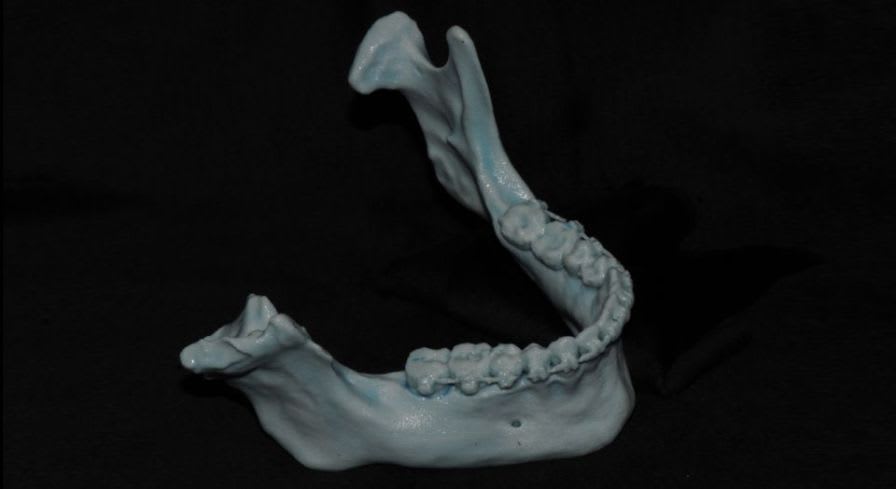 Skull anatomical model / articulated RealMODELS™ 3DIEMME