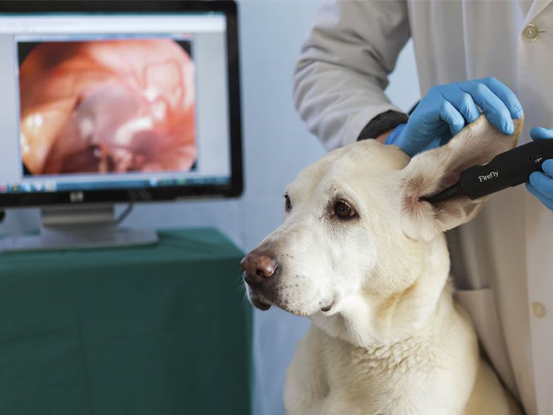 Otoscope veterinary video endoscope / with speculum DE501 Firefly Global 