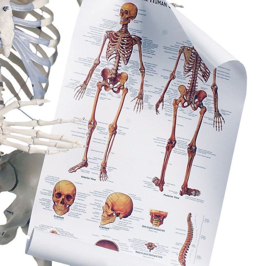 Skeleton anatomical model / articulated YA/L011 YUAN TECHNOLOGY LIMITED