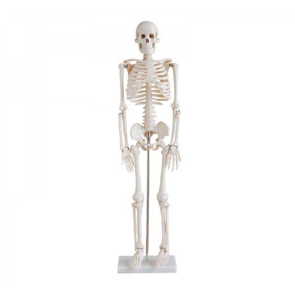 Skeleton anatomical model / miniature YA/L012 YUAN TECHNOLOGY LIMITED
