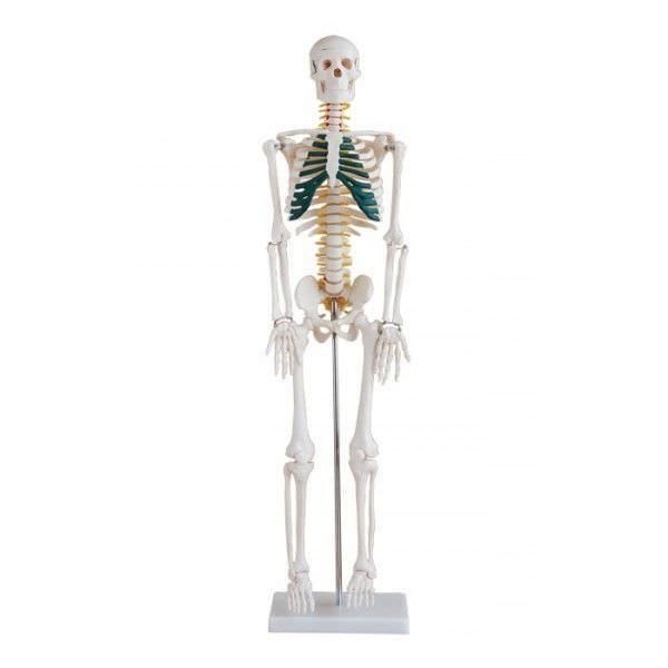 Skeleton anatomical model / miniature YA/L012A YUAN TECHNOLOGY LIMITED