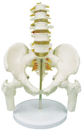Pelvis anatomical model / lumbar vertebra YA/L055 YUAN TECHNOLOGY LIMITED