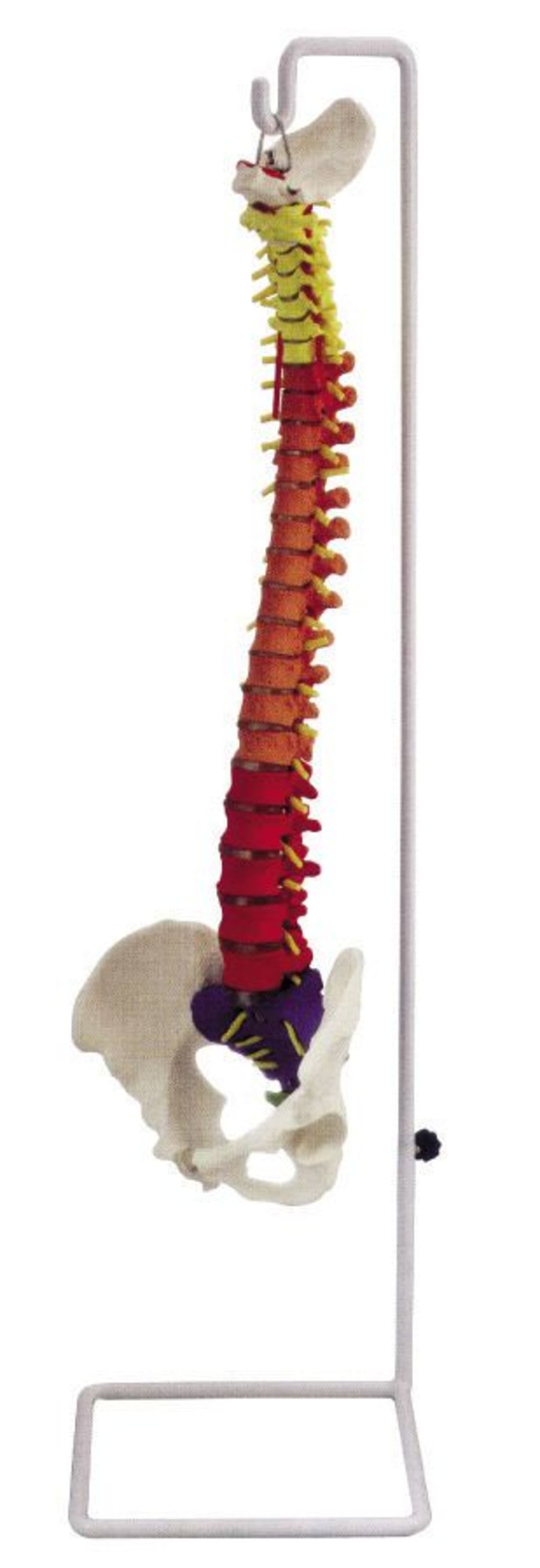 Vetebral column anatomical model / with removable pelvis YA/L037F YUAN TECHNOLOGY LIMITED