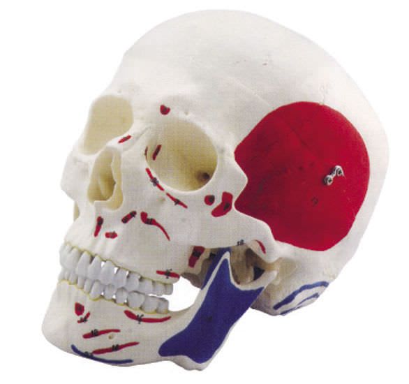 Skull anatomical model / articulated / with muscle marking YA/L021D YUAN TECHNOLOGY LIMITED
