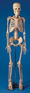Skeleton anatomical model SB22564 Simulaids
