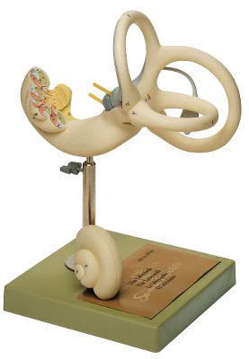 Inner ear anatomical model DS 13 SOMSO