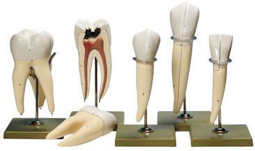 Tooth anatomical model ES 11 SOMSO