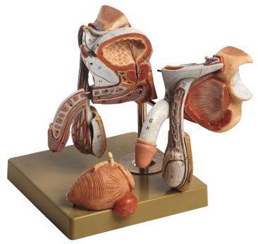 Male genital organ anatomical model MS 3 SOMSO