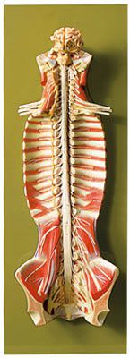 Spinal cord anatomical model BS 31 SOMSO