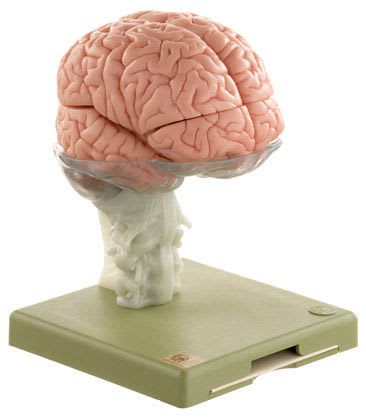 Brain anatomical model BS 25 SOMSO