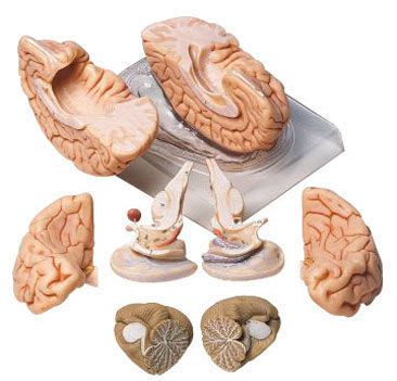 Brain anatomical model BS 20 SOMSO