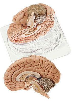 Brain anatomical model BS 21 SOMSO