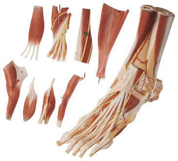 Muscle anatomical model / foot NS 9 SOMSO
