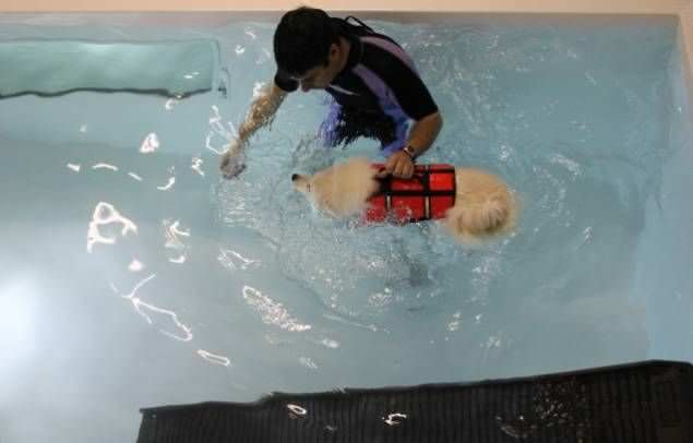 Veterinary rehabilitation swimming pool Hydro-Pro K9 Surf
