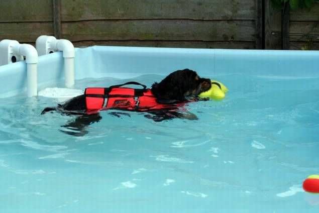 Veterinary rehabilitation swimming pool Hydro-At-Home K9 Surf