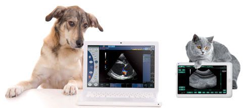 Veterinary ultrasound system / on platform MyLab™ClassC VET ESAOTE