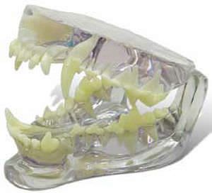 Denture anatomical model / for canines D1055 iM3