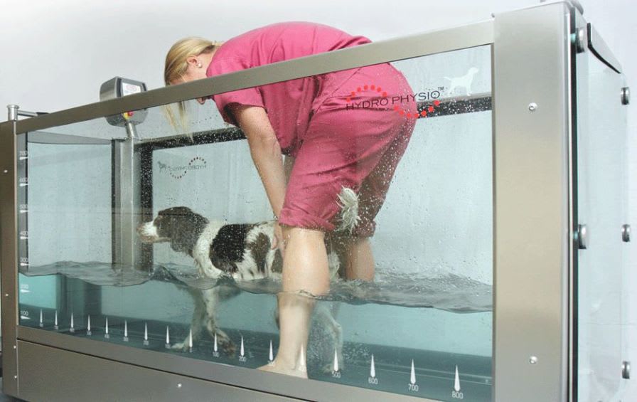 Hydrotherapy treadmill / dog HP200 Hydro Physio