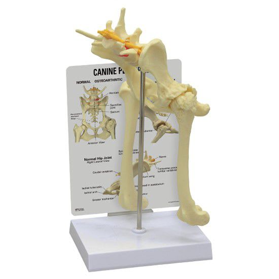 Joints anatomical model / hip 9060 GPI Anatomicals
