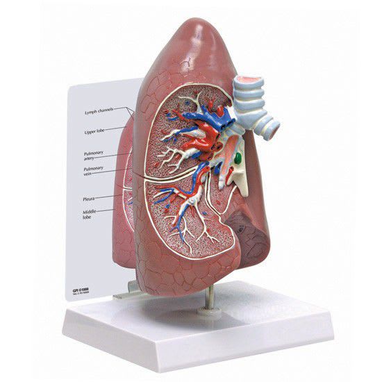 Lung anatomical model 3100 GPI Anatomicals