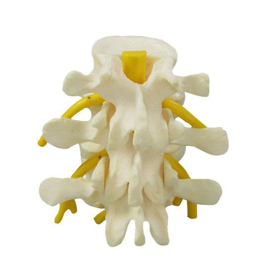 Lumbar vertebra anatomical model 1500 GPI Anatomicals