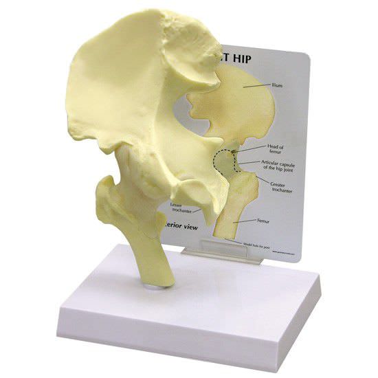 Hip anatomical model / joints 1260 GPI Anatomicals