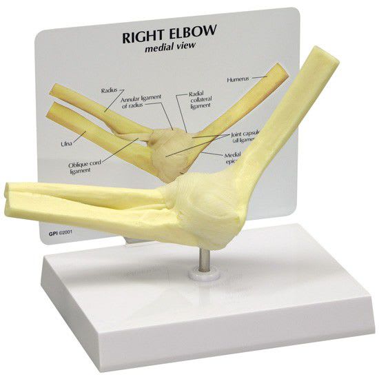 Elbow anatomical model / joints 1830 GPI Anatomicals