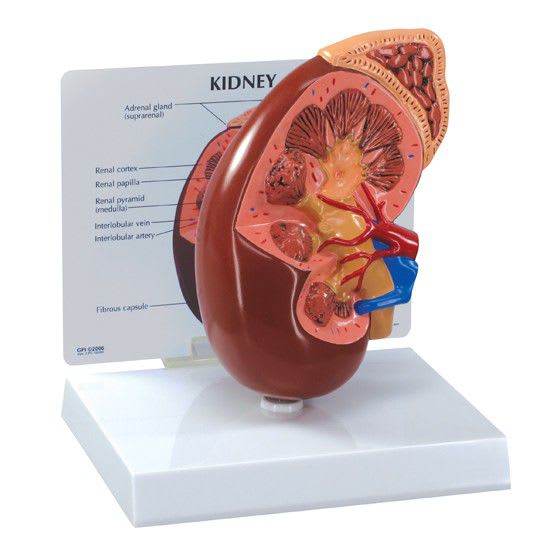 Anatomical model with adrenal gland / kidney 3250 GPI Anatomicals