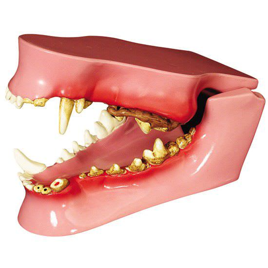 Denture pathology anatomical model / for canines 9195 GPI Anatomicals