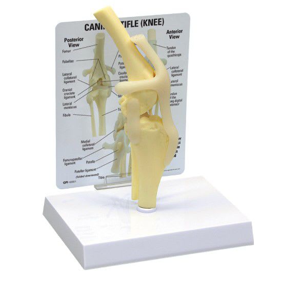 Joints anatomical model / knee / for canines 9050 GPI Anatomicals