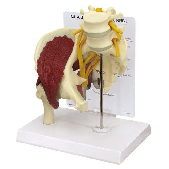 Joints anatomical model / hip / with musculature 1311 GPI Anatomicals
