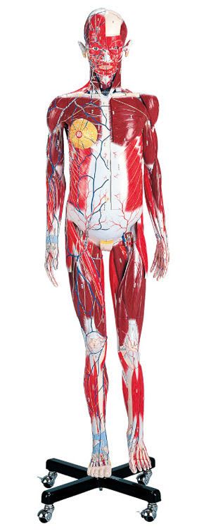 Muscular anatomical model / male J101 Sakamoto Model Corporation
