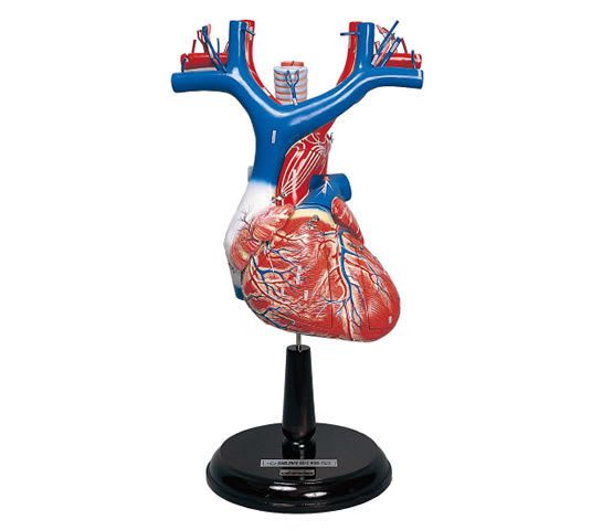 Heart anatomical model S152 Sakamoto Model Corporation