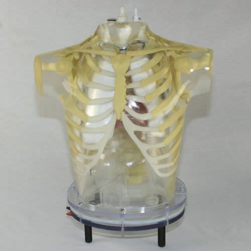 Nuclear imaging test phantom / torso Radiology Support Devices