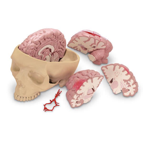 Brain anatomical model SB35428G Nasco