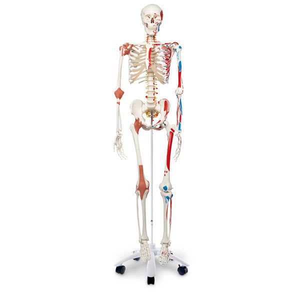 Skeleton anatomical model / with muscle marking SB14921G Nasco