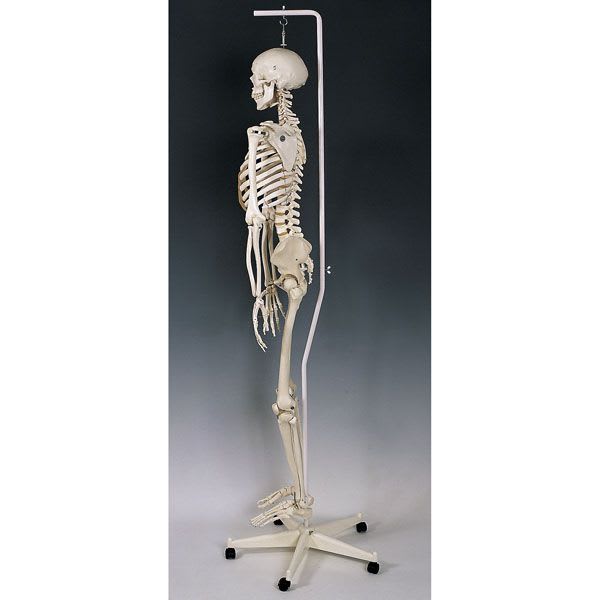 Skeleton anatomical model / with flexible spine / articulated SB41410G Nasco