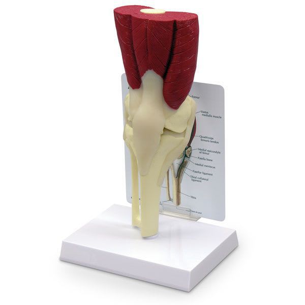 Joints anatomical model / knee / with musculature SB35461G Nasco