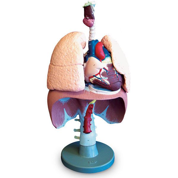 Respiratory system anatomical model SB47310G Nasco
