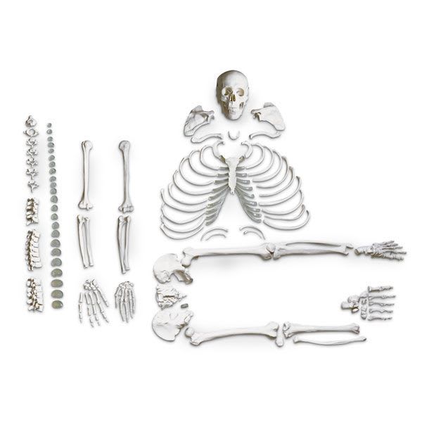 Skeleton anatomical model / disarticulated LA00185G Nasco