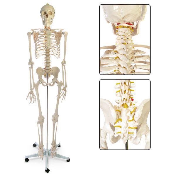 Skeleton anatomical model / miniature SB02011G Nasco