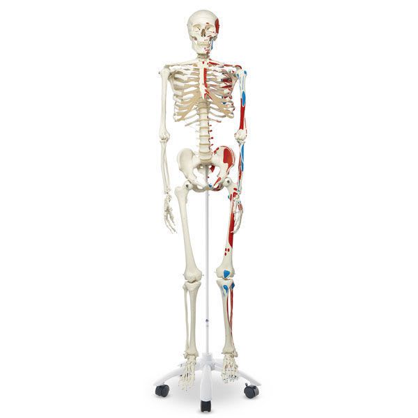 Skeleton anatomical model / with muscle marking SB14901G Nasco