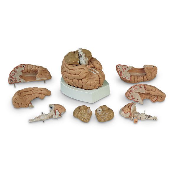 Brain anatomical model SB41143G Nasco