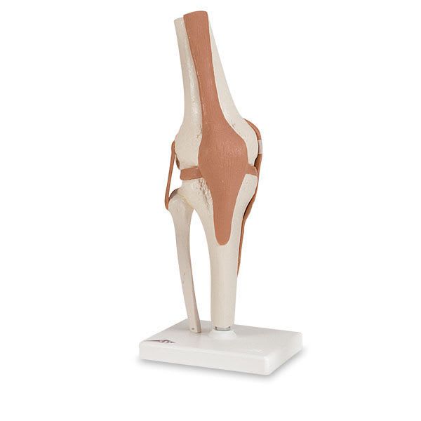 Knee anatomical model / joints SB41404G Nasco