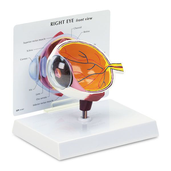 Eye anatomical model SB27236G Nasco