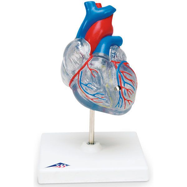 Heart anatomical model / transparent SB41401G Nasco