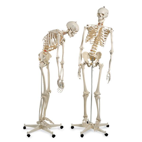 Skeleton anatomical model / with flexible spine / articulated SB27618G Nasco