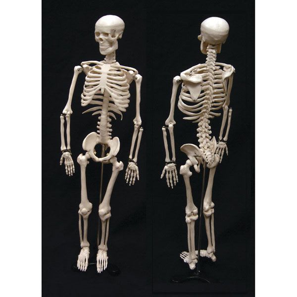 Skeleton anatomical model SB48602G Nasco